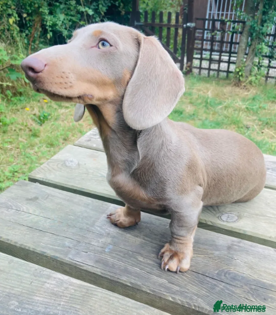 Miniature Dachshund dogs for sale: MINITURE DACHSHUND PUPPIES | DEVON in Sidmouth - Advert 11