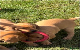 Labrador Retriever dogs for sale: Extensively health tested, kc Labradors puppies - Image 4