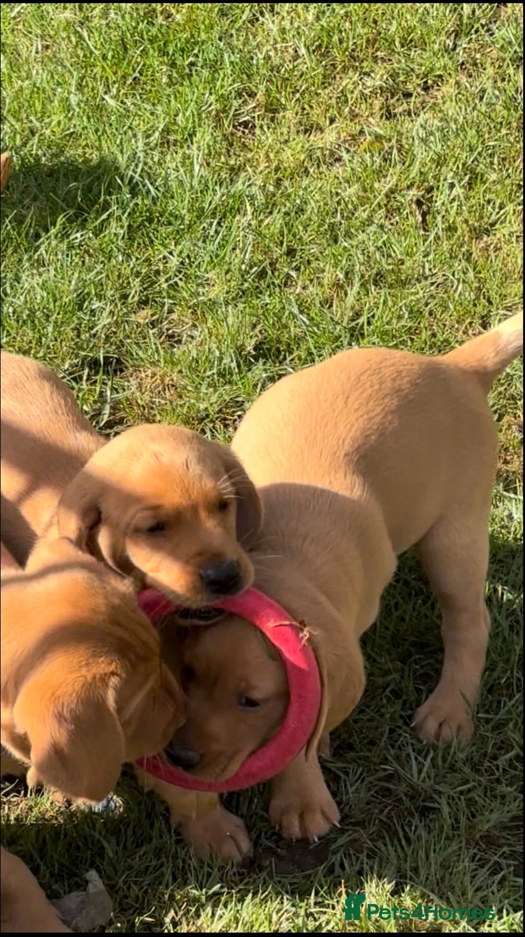 Labrador Retriever dogs for sale: Extensively health tested, kc Labradors puppies - Image 4
