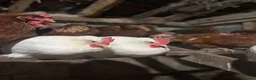 Chickens poultry for sale: Chicken hatching eggs  - Advert 4