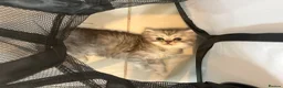 Persian cats for sale: Mixed Persians  - Advert 2