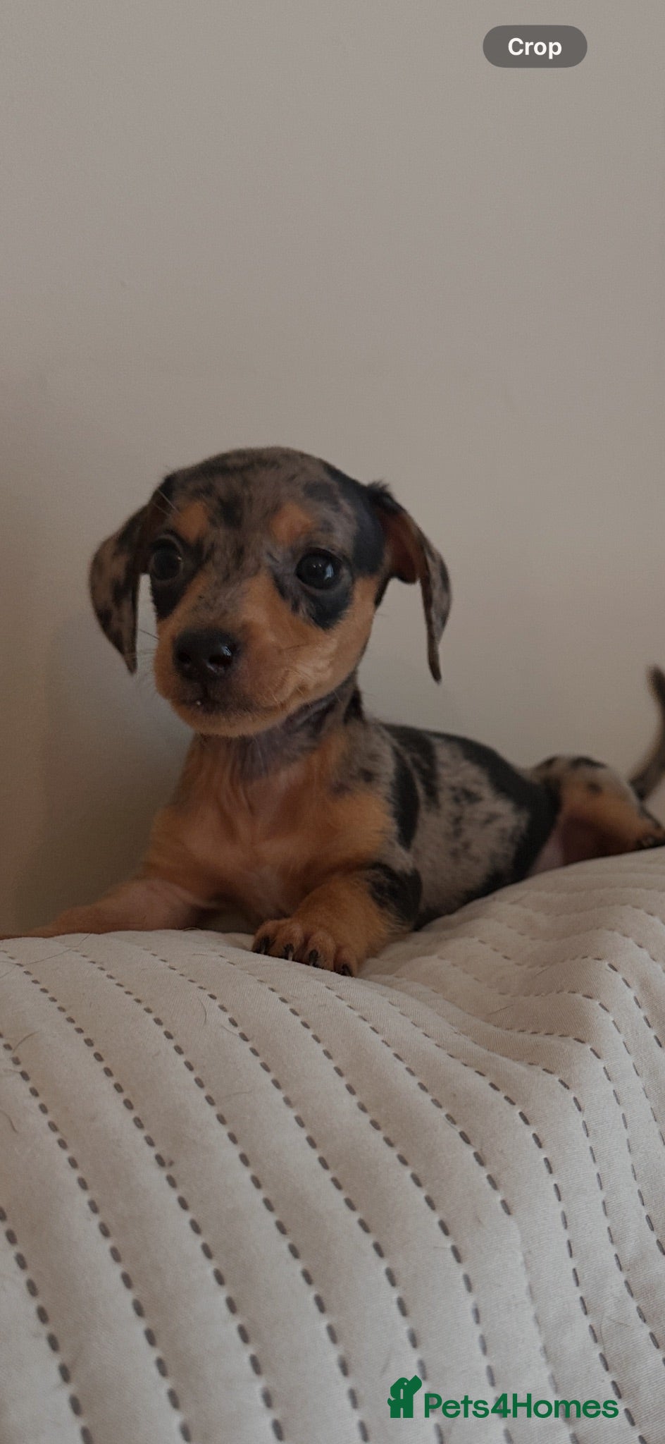 Miniature Dachshund dogs KC miniature daschunds  PRA clear   - Advert 14