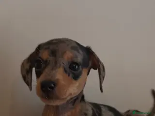 Miniature Dachshund dogs KC miniature daschunds PRA clear - Advert 14