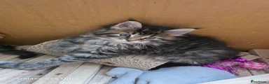 Maine Coon 3