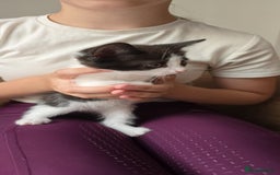 Mixed Breed cats for sale: Two cuties  - Image 2