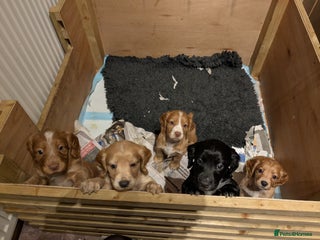 Cocker Spaniel dogs Working Cocker Spaniel Puppies needing loving home - Advert 1