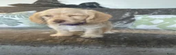 Jackapoo dogs for sale: Jackapoo Girl Puppies  in Chatteris - Advert 7