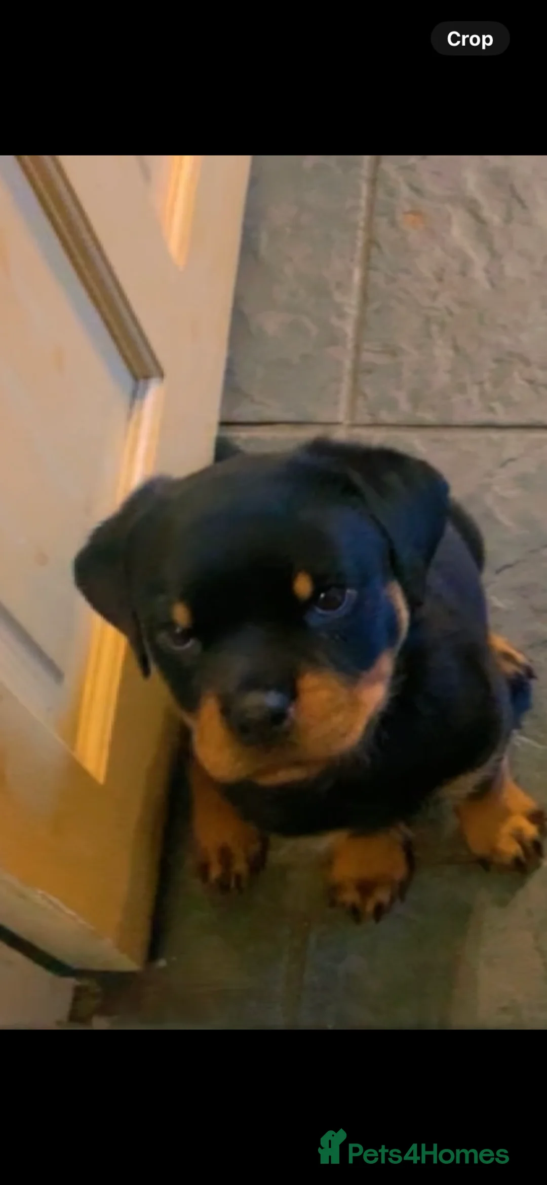 Rottweiler dogs for sale: Female ready to leave 23rd February  - Advert 4