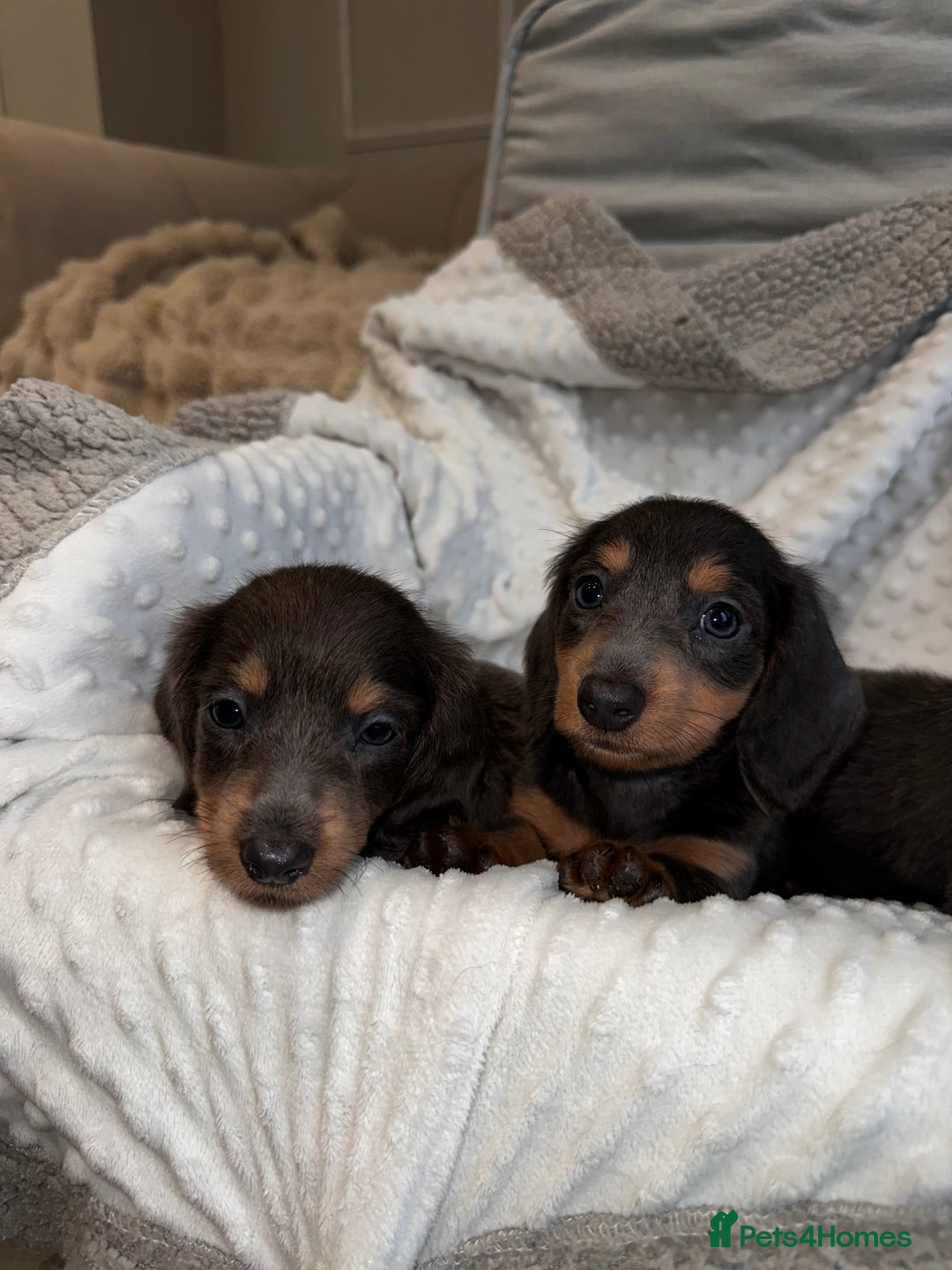 Miniature Dachshund dogs for sale: Miniature long hair dachshund 🤍 - Image 12
