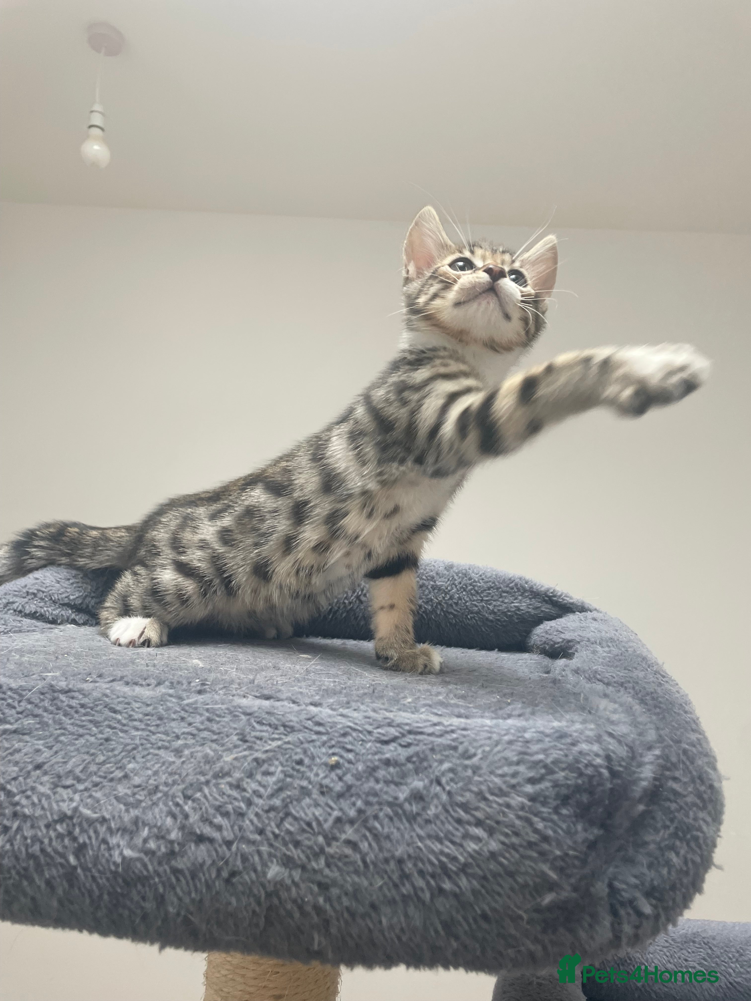Bengal cats for sale: Bengal X Kittens - Advert 12