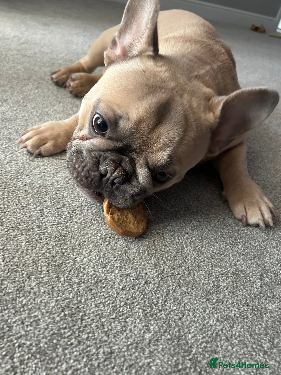 French Bulldog dogs for sale: Our beautiful French bulldog 8 months old  - Advert 6