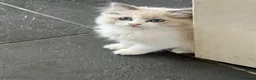 Ragdoll cats for sale: Beautiful Ragdoll kittens! Ready for new homes NOW - Advert 21