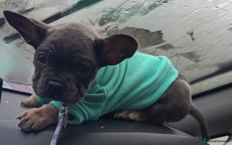 Mixed Breed dogs for sale: French bulldog cross puppies  - Advert 6