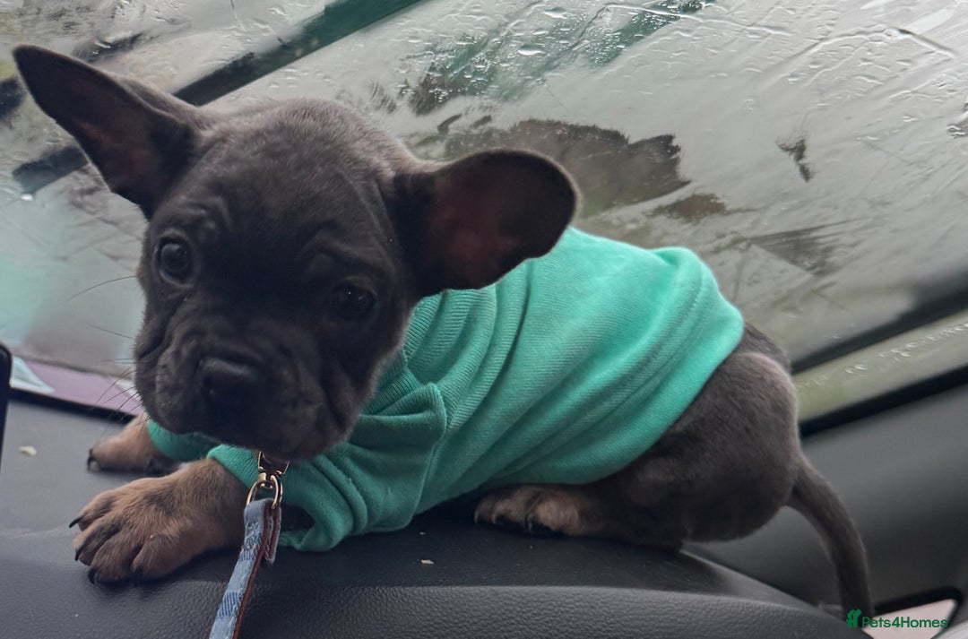 Mixed Breed dogs for sale: French bulldog cross puppies  - Advert 6