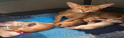 Abyssinian cats for sale: ⚜️Last 2 kittens -Beautiful Abyssinian Kittens🏆 - Advert 27