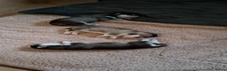 Pomsky dogs for sale: Stunning Pomsky Puppies  in Chesterfield - Advert 10