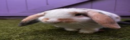 Mini Lop rabbits for sale: Loving Home Needed for Two Holland Hop Rabbits  - Advert 4