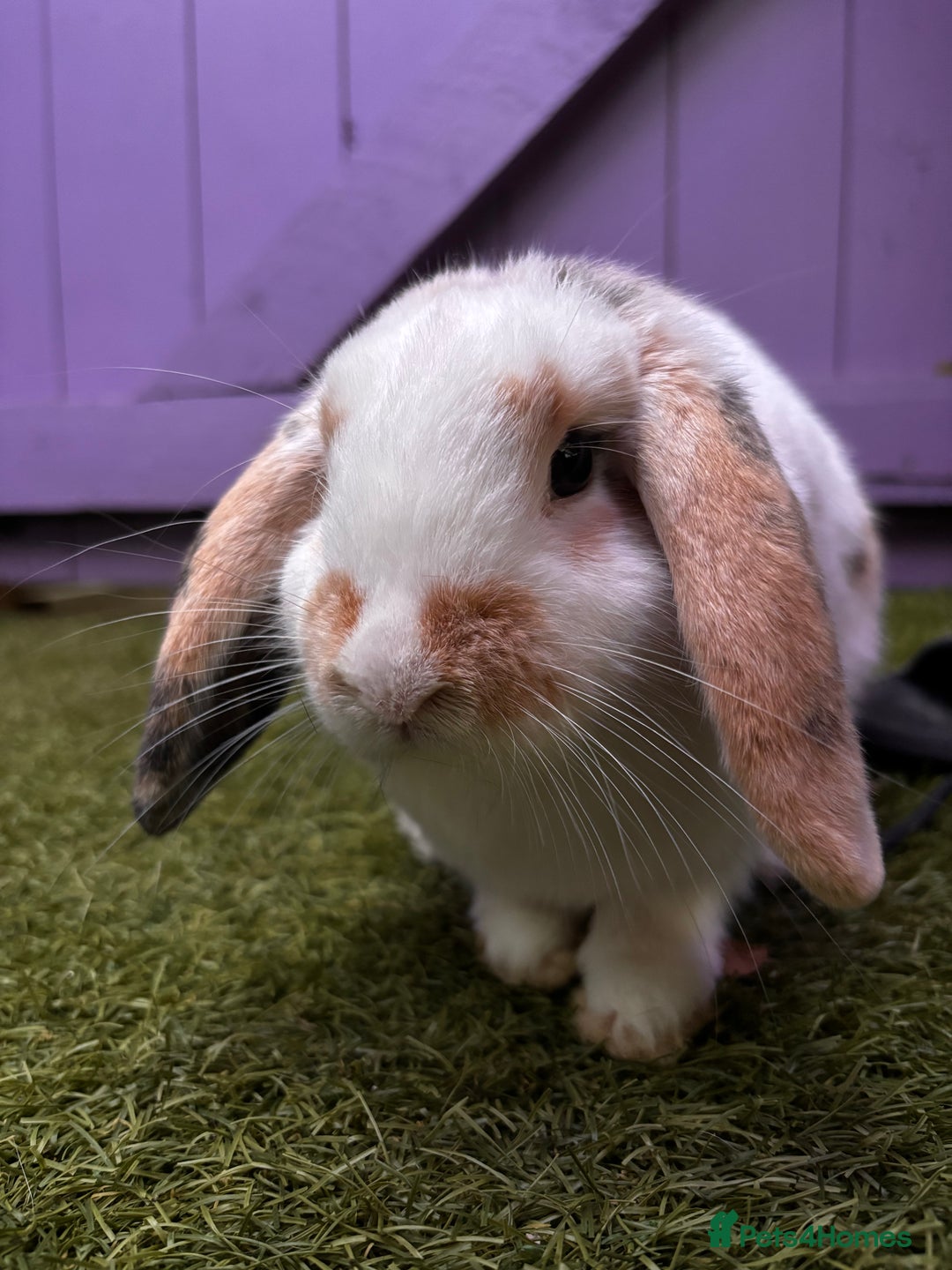 Mini Lop rabbits for sale: Loving Home Needed for Two Holland Hop Rabbits  - Advert 4