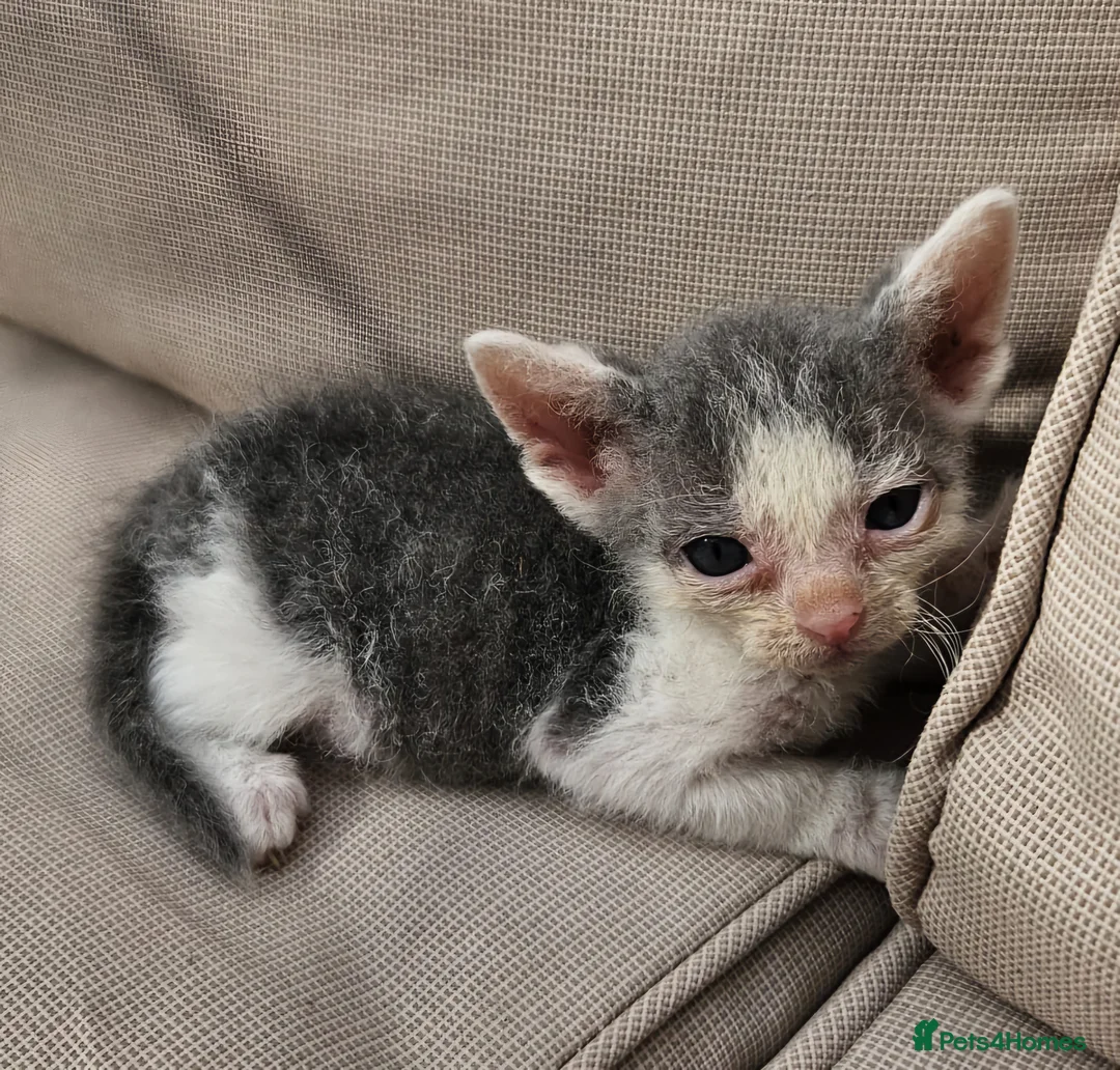 Mixed Breed cats for sale: 5 female kittles  - Advert 2