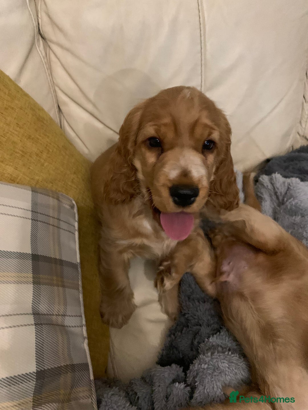 Cocker Spaniel dogs for sale: KC Registered Quality Show Type Cocker Puppies   - Advert 4