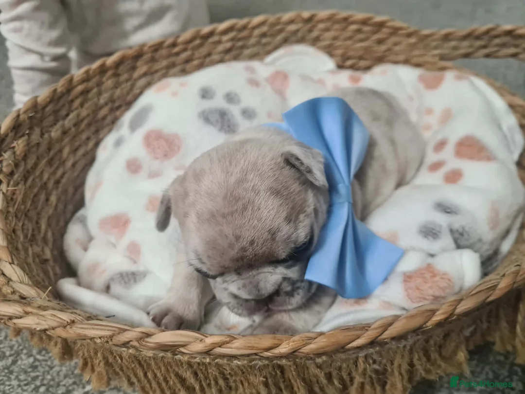 French Bulldog dogs for sale: French bulldog pups  - Advert 12