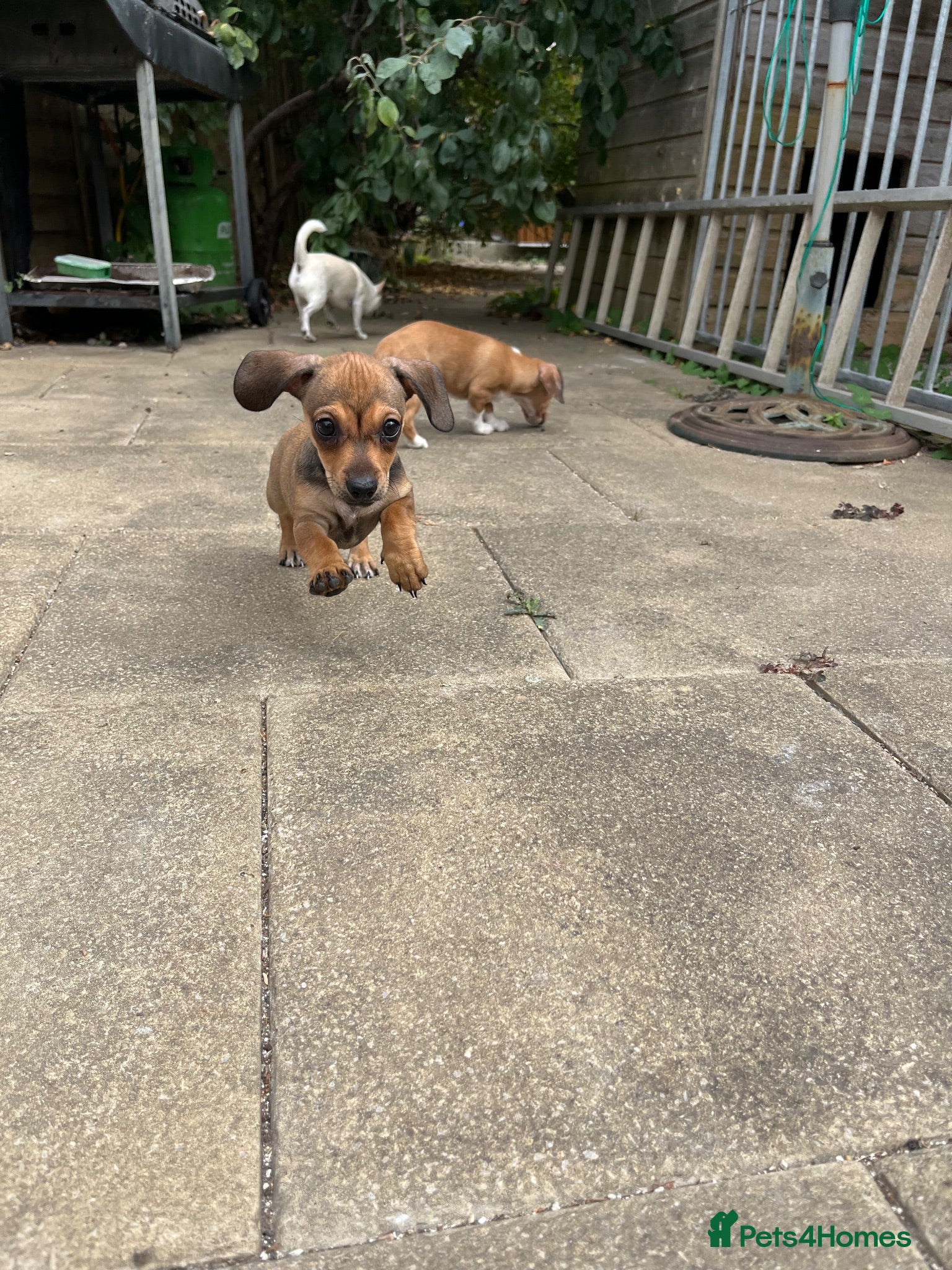 Chiweenie dogs Beautiful dachshund/chi pups - Advert 9