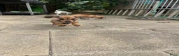 Chiweenie dogs for sale: Beautiful dachshund/chi pups - Advert 1