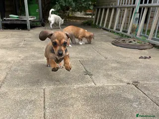 Chiweenie dogs Beautiful dachshund/chi pups - Advert 9