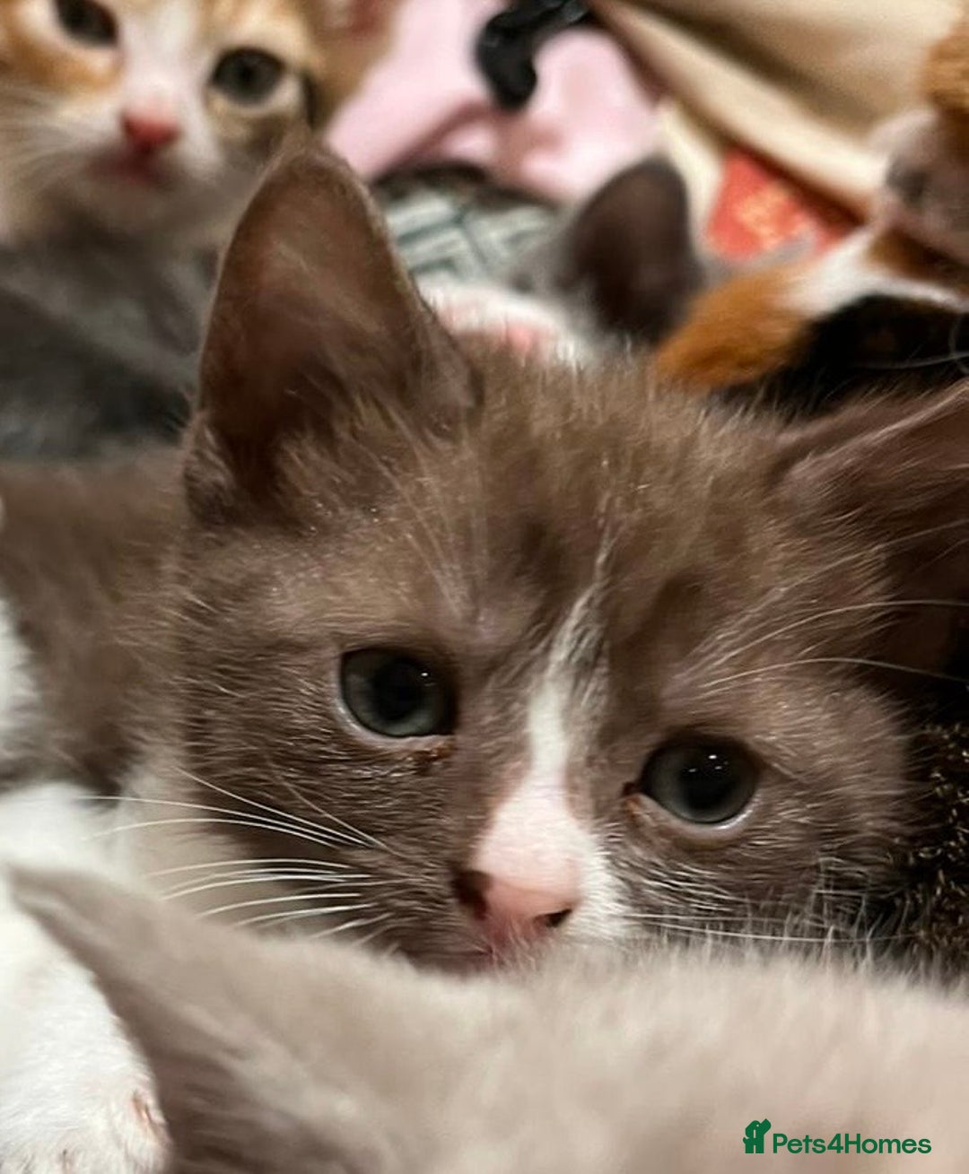 British Shorthair cats for sale: Exceptional kittens, unusual markings - Advert 6