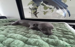 Whippet dogs for sale: Blue whippets  - Image 10