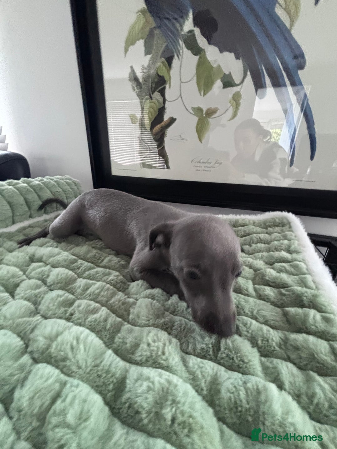 Whippet dogs for sale: Blue whippets  - Image 10