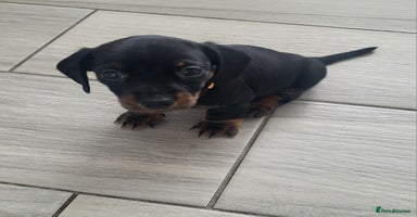 Miniature Dachshund dogs - Advert 13