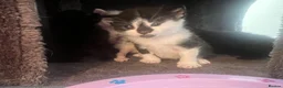 British Shorthair cats for sale: Rescue Kittnes - Advert 14