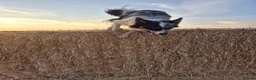 Border Collie dogs for stud: Tri Merle FULLY health tested KC & ISDS Registered - Advert 4