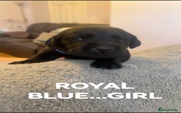 Labrador Retriever dogs for sale: KC LABRADORS - Image 5