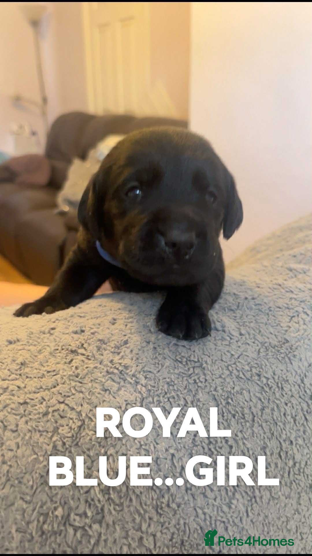 Labrador Retriever dogs for sale: KC LABRADORS - Image 5