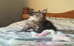 Maine Coon cats for sale: Ready Now! Smoke dark tortoishell Girl  - Image 6