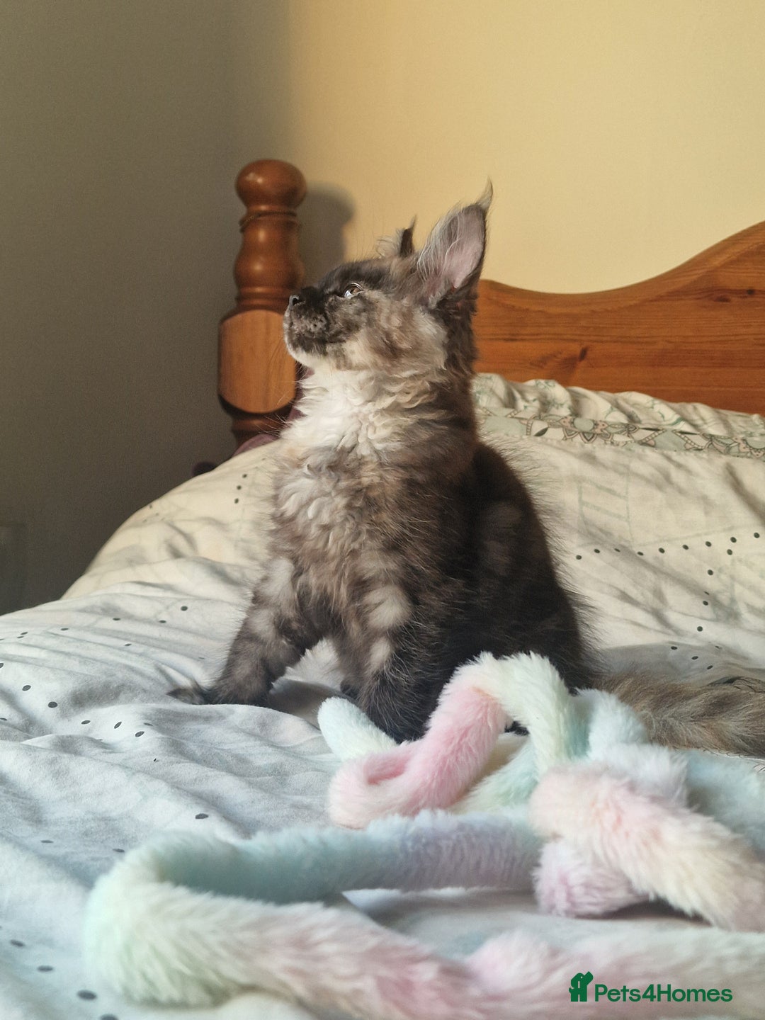 Maine Coon cats for sale: Ready Now! Smoke dark tortoishell Girl  - Image 6