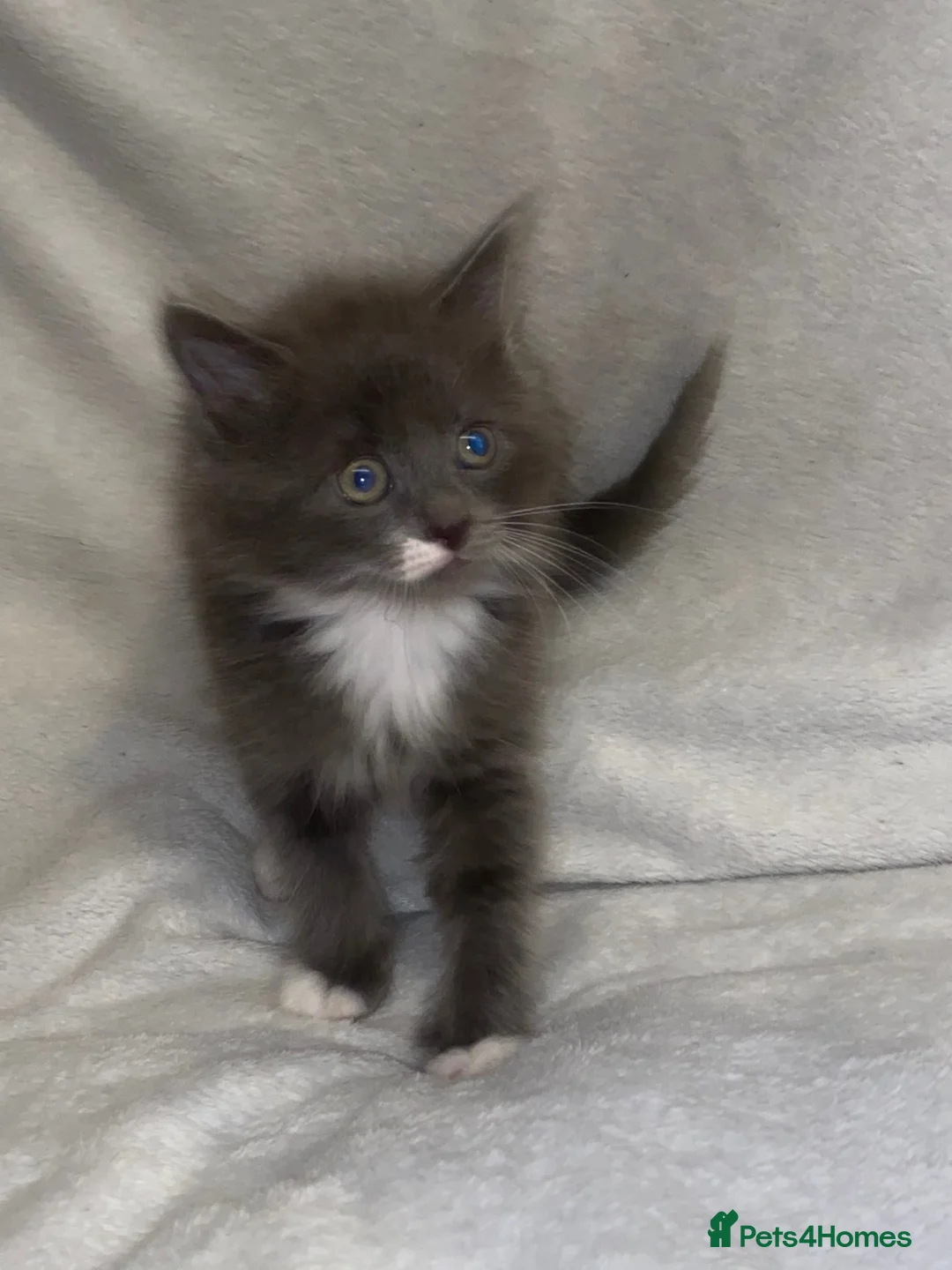 Mixed Breed cats for sale: Last 2 kitten looking for their home - Advert 2
