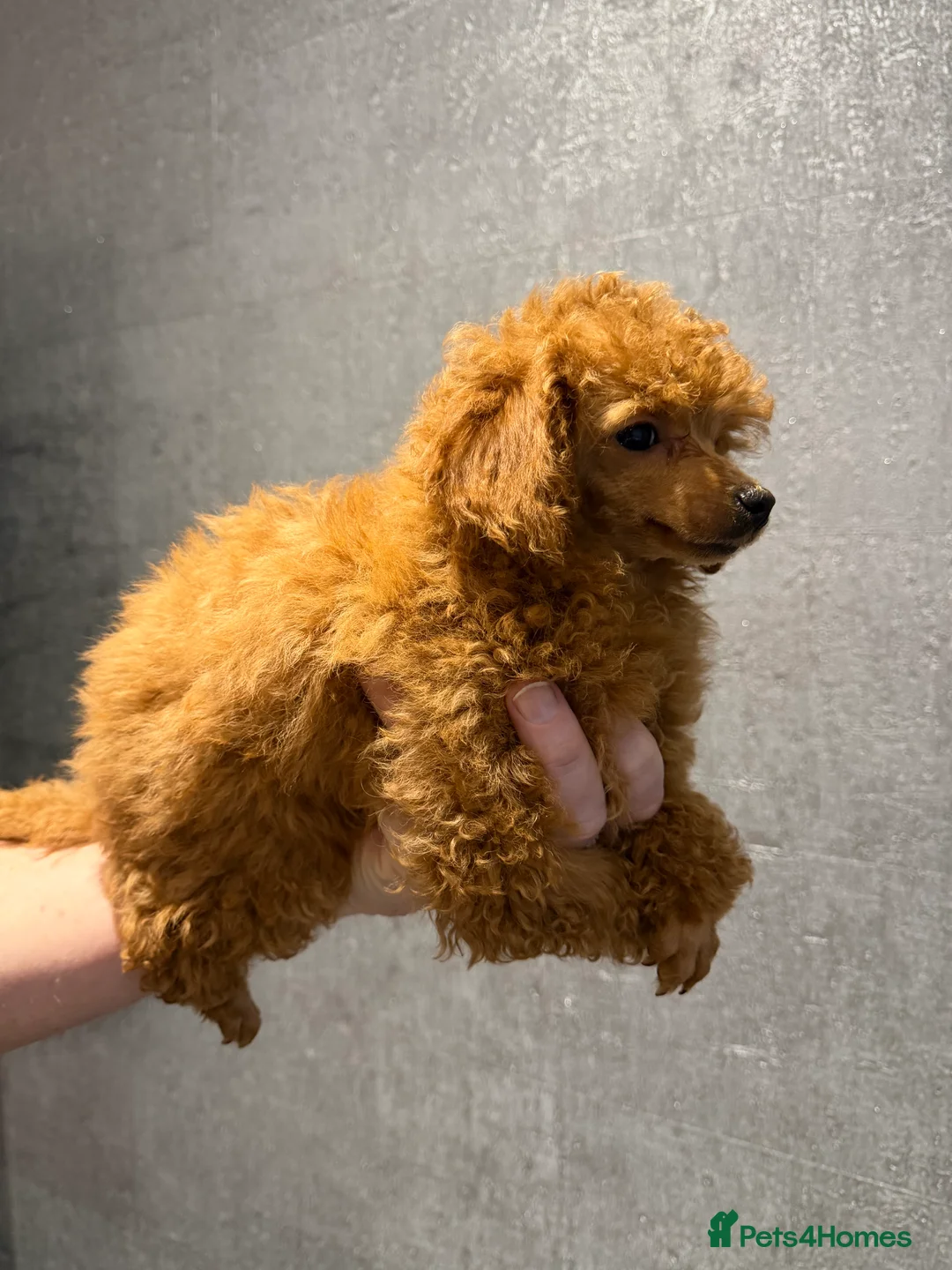 Toy Poodle dogs for sale: Outstanding KC reg Red Toy Poodles  - Advert 9