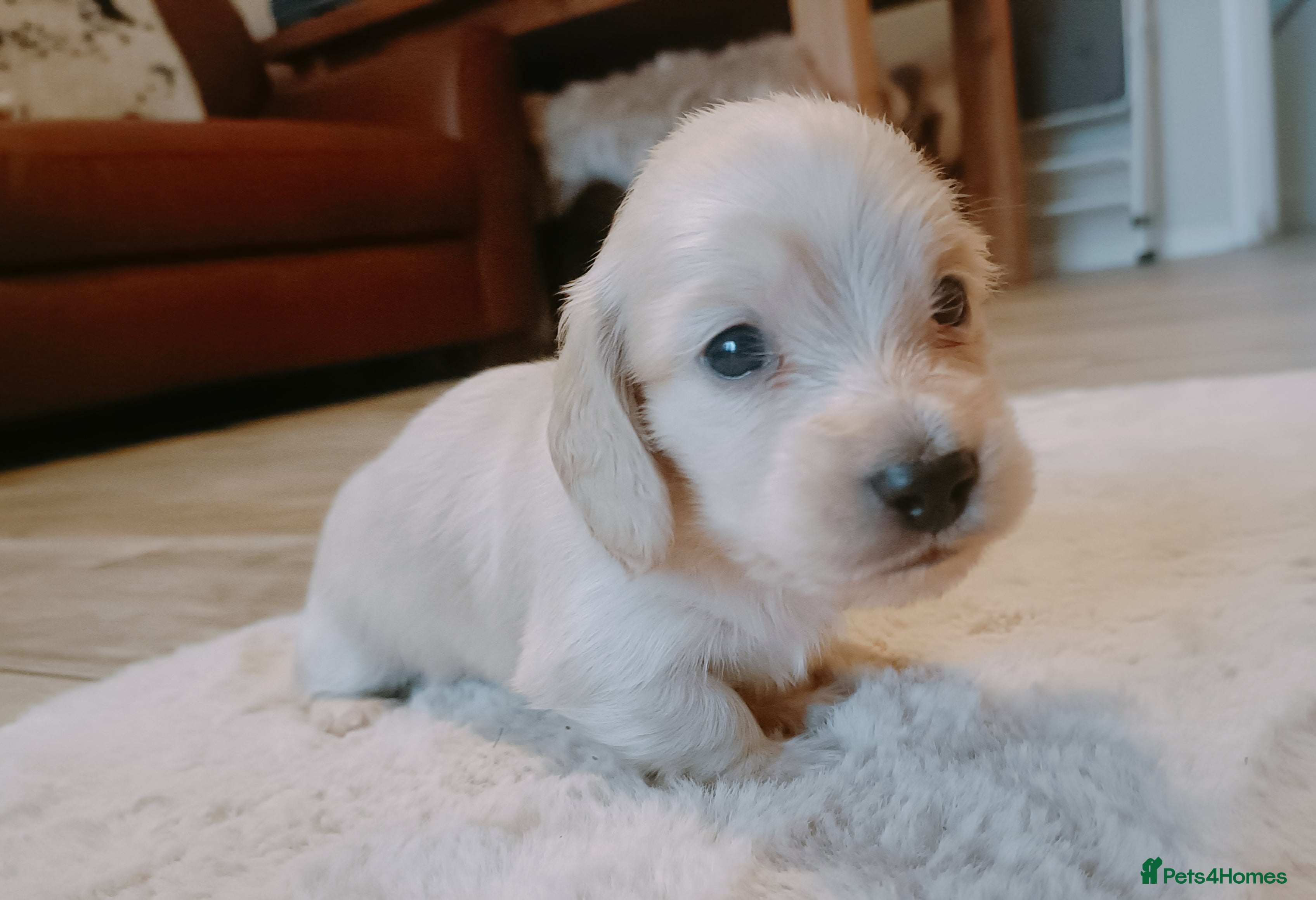 Miniature Dachshund dogs Remarkable mini Longcoat dachshund ETHICAL BREEDER - Advert 2