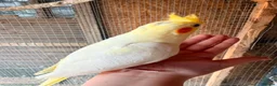 Cockatiels birds for sale: Lovely baby cockatiel  - Advert 3