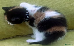 Mixed Breed cats for sale: CLEMMIE’S CUTIES  - Image 5
