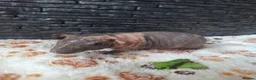 Guinea Pig rodents for sale: Purebred skinny pigs - Advert 4