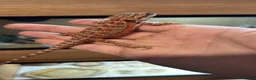 Bearded Dragon reptiles for sale: 💥💥💥Baby Dragons! WEEKEND SPECIAL £150 💥💥💥 - Advert 20