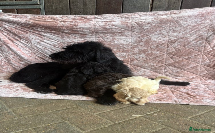Mixed Breed dogs - Advert 3