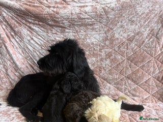 Mixed Breed dogs - Advert 27