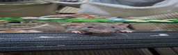 Rat rodents for sale: Rats for rehoming - Advert 3