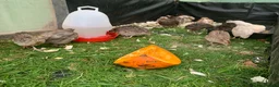 Quail poultry for sale: Mixed Japanese Coturnix Quail 6week old - Advert 5