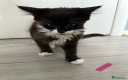 Mixed Breed cats for sale: 1 male 1 female black and white kitten for sale  - Image 1